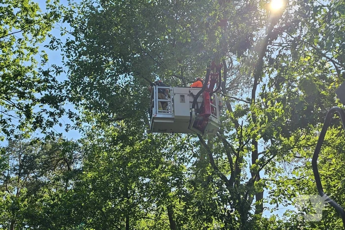 Brandweer ingezet voor loshangende tak