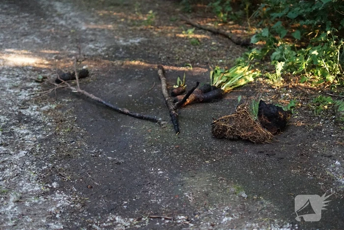 Meerdere branden in bosgebied