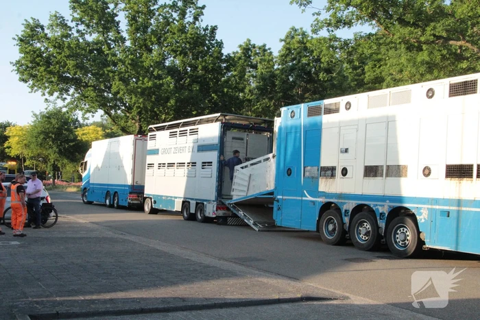 Vrachtwagen met koeien defect op snelweg