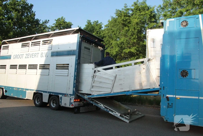 Vrachtwagen met koeien defect op snelweg