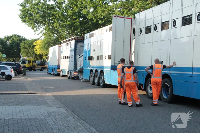 Vrachtwagen met koeien defect op snelweg