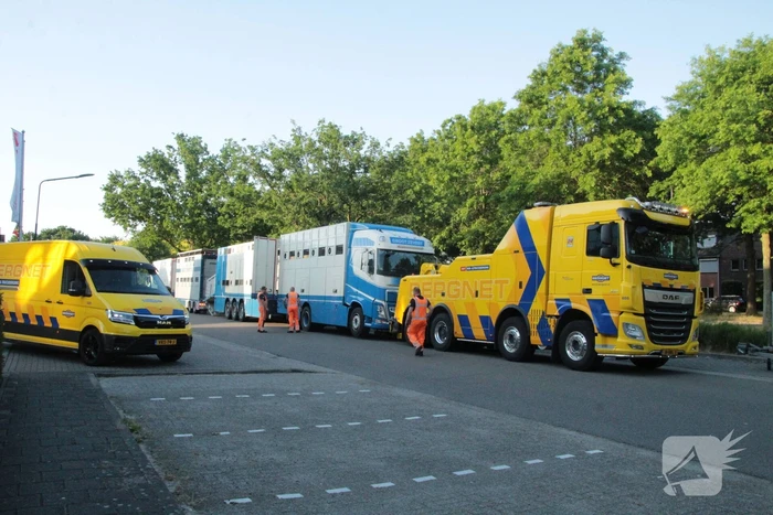 Vrachtwagen met koeien defect op snelweg