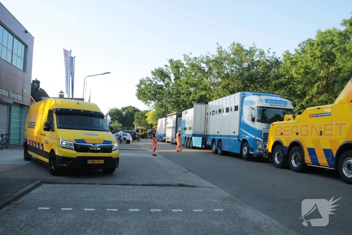 Vrachtwagen met koeien defect op snelweg