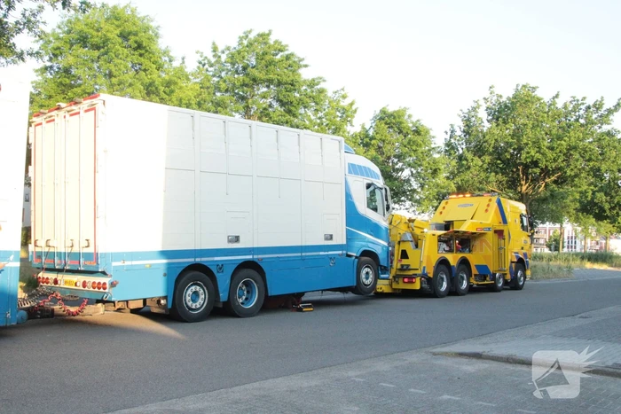 Vrachtwagen met koeien defect op snelweg