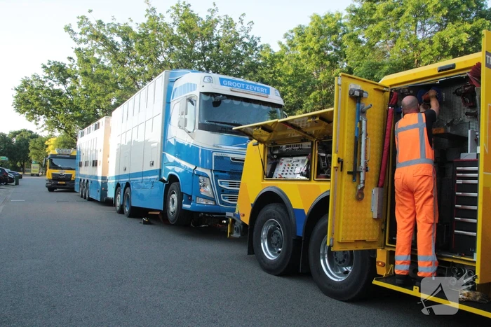Vrachtwagen met koeien defect op snelweg