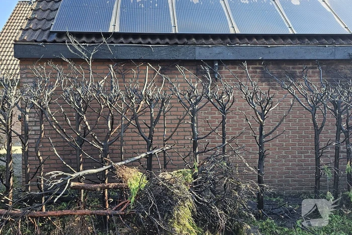 Brandende coniferenhaag snel geblust