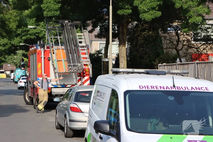 Brandweer bevrijdt vastzittende zwaluw