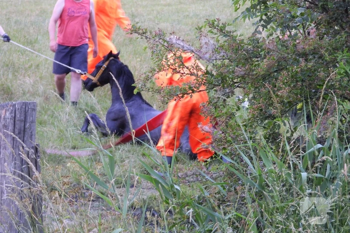 Brandweer ingezet voor paard in een sloot