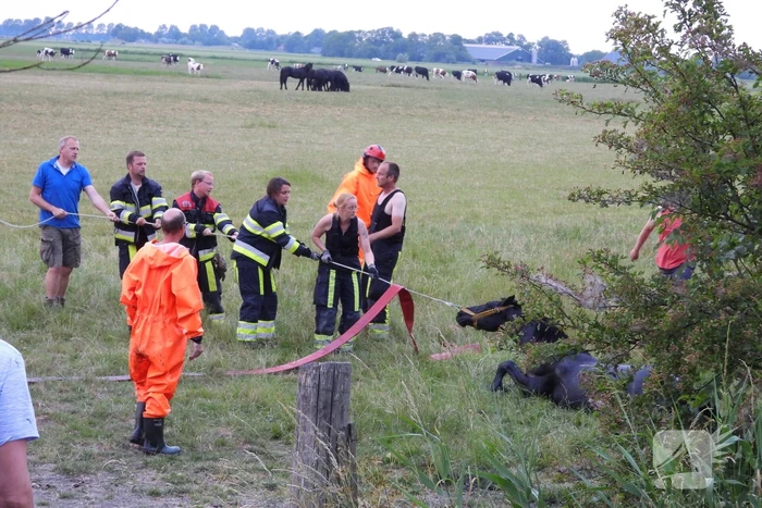 Brandweer ingezet voor paard in een sloot