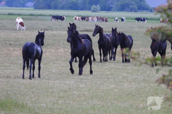 Brandweer ingezet voor paard in een sloot