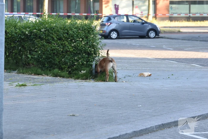 Man rijdt naar ziekenhuis na te zijn beschoten