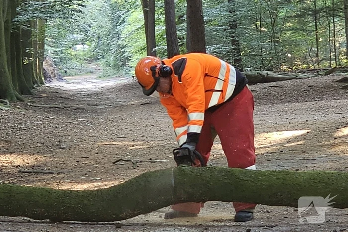 Half omgevallen boom omgezaagd door brandweer