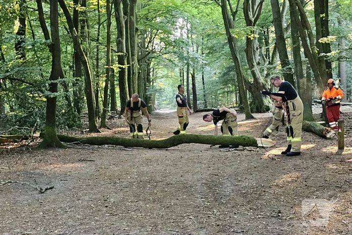 Half omgevallen boom omgezaagd door brandweer