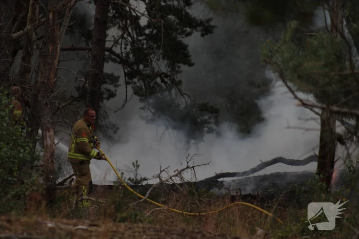 Meters bos in brand