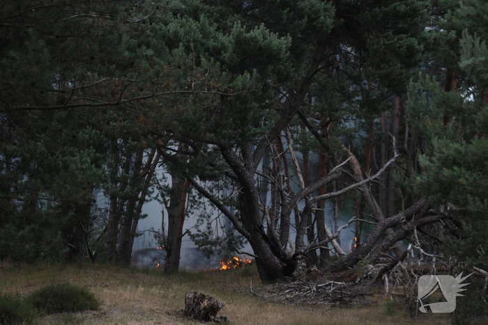 Meters bos in brand