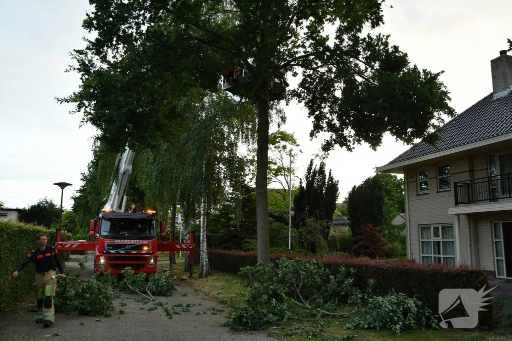 Hollandse Hout Lelystad 112 