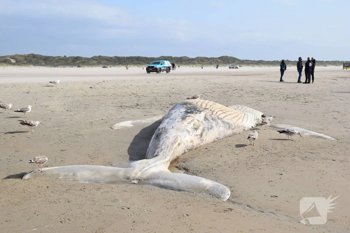 Grote bultrug aangespoeld