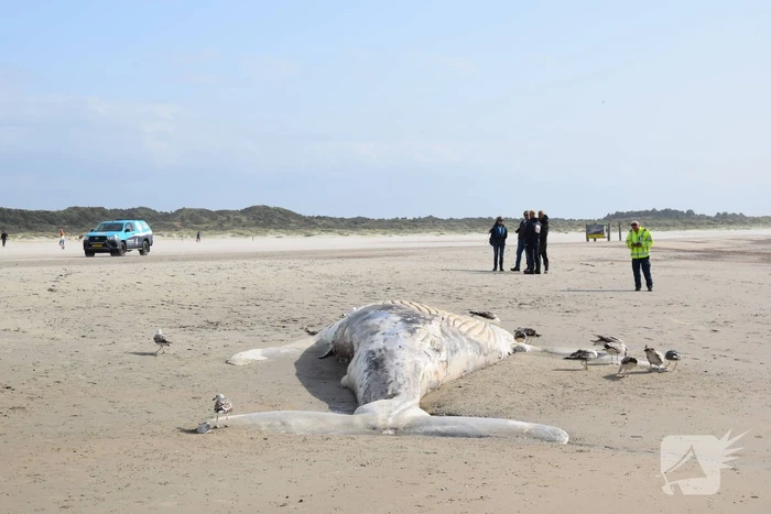 Grote bultrug aangespoeld