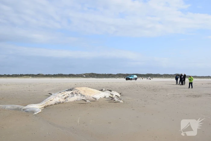 Grote bultrug aangespoeld