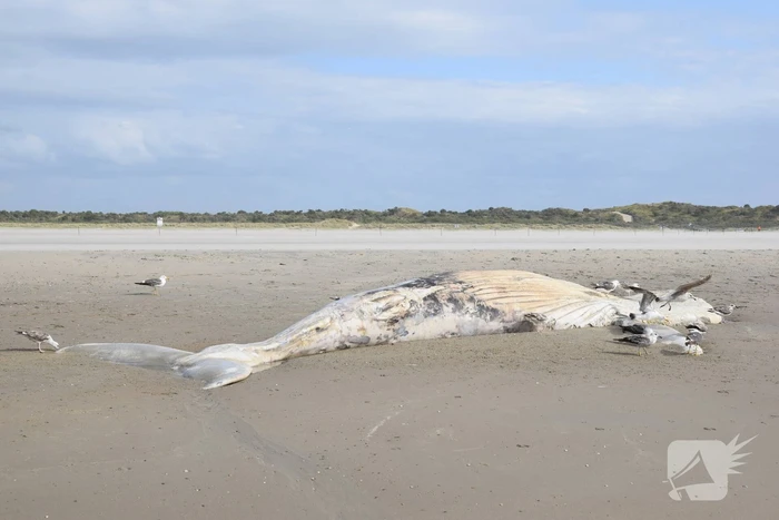Grote bultrug aangespoeld