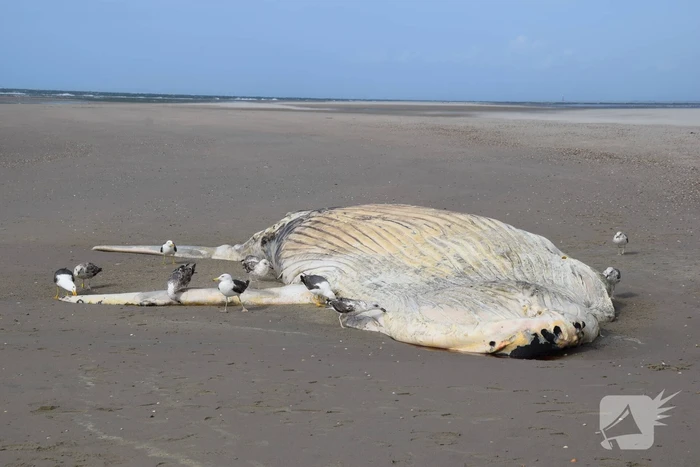 Grote bultrug aangespoeld
