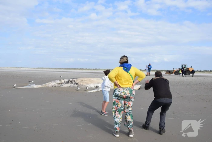 Grote bultrug aangespoeld