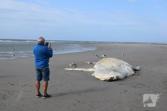 Grote bultrug aangespoeld