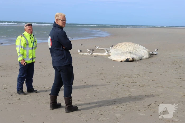 Grote bultrug aangespoeld