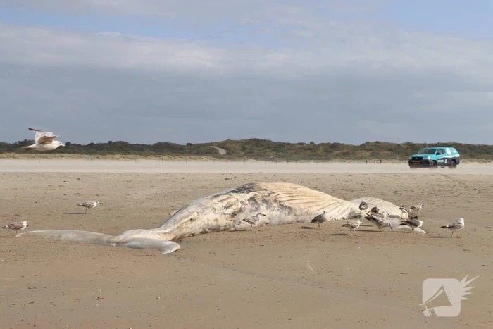 Grote bultrug aangespoeld