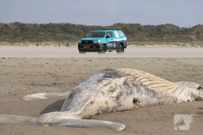 Grote bultrug aangespoeld