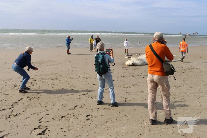 Grote bultrug aangespoeld