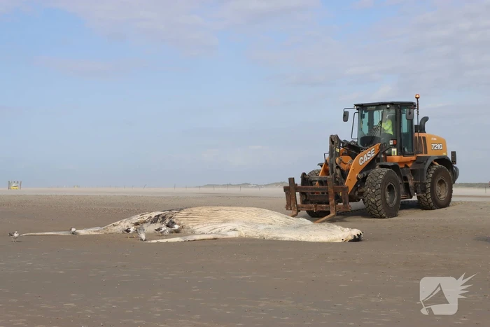 Grote bultrug aangespoeld