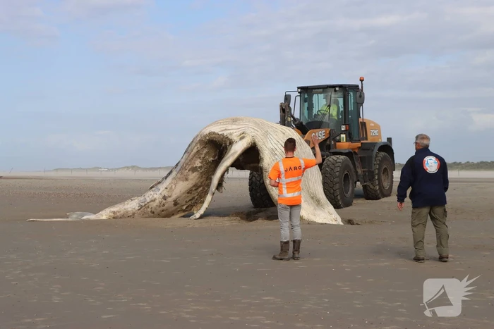 Grote bultrug aangespoeld