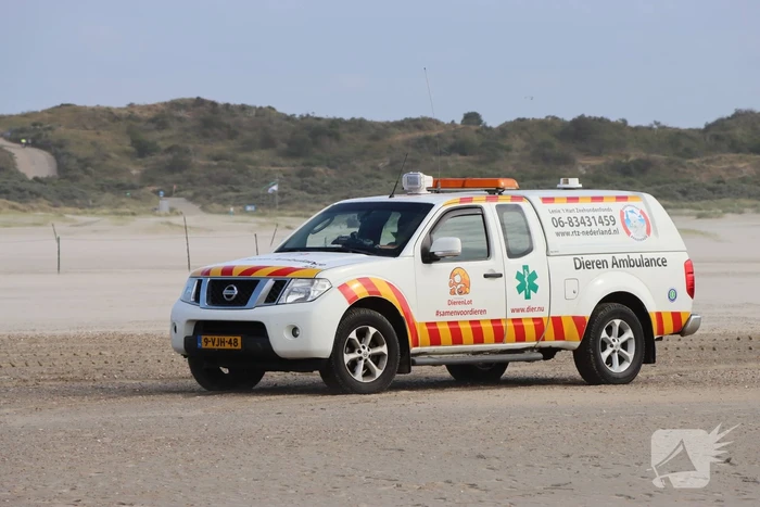 Grote bultrug aangespoeld