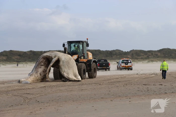 Grote bultrug aangespoeld