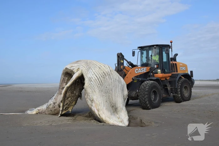 Grote bultrug aangespoeld