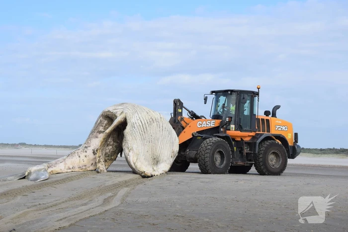 Grote bultrug aangespoeld