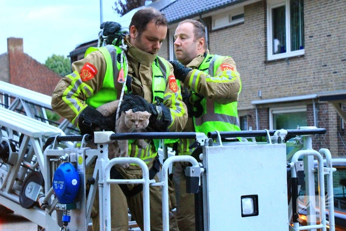 Brandweer redt voor derde keer kat van dak