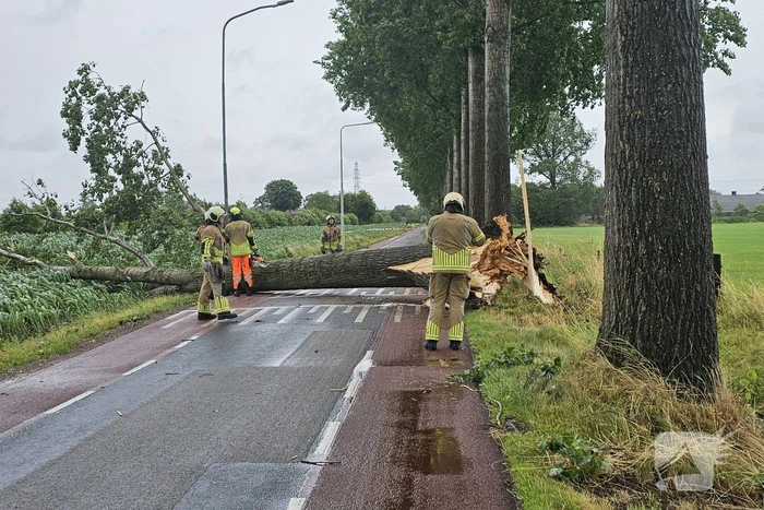 Enorme omgewaaide boom verspert de weg