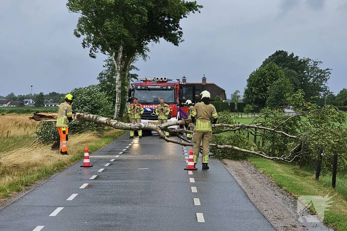 Omgewaaide berkenboom verspert weg