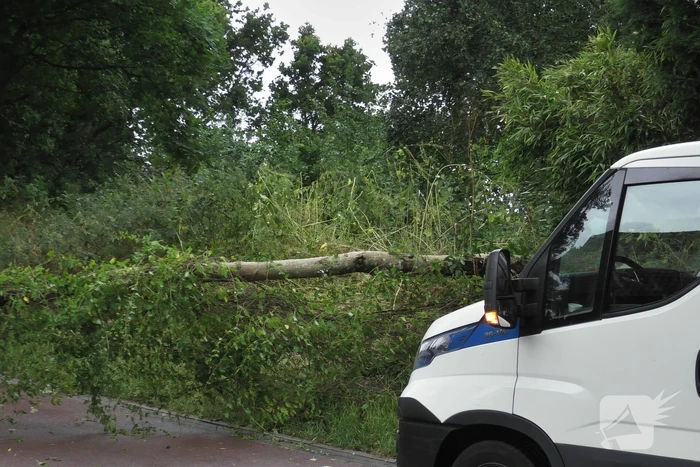 Boom om door zomerstorm Poly