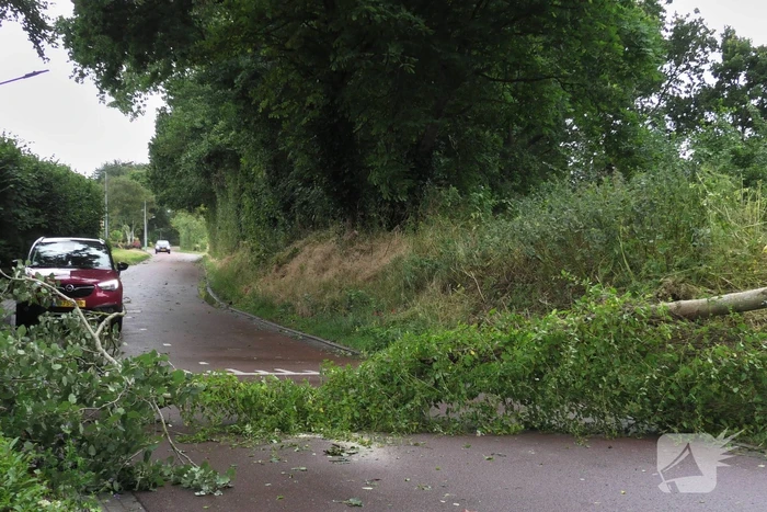 Boom om door zomerstorm Poly