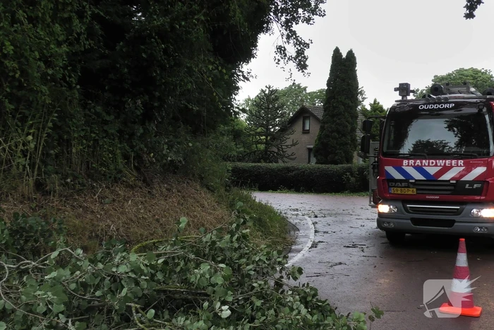 Boom om door zomerstorm Poly