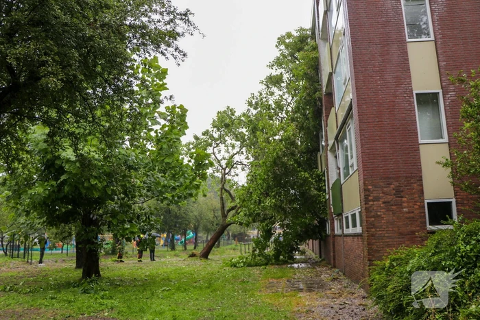 natuur van 's-gravensandestraat leiden