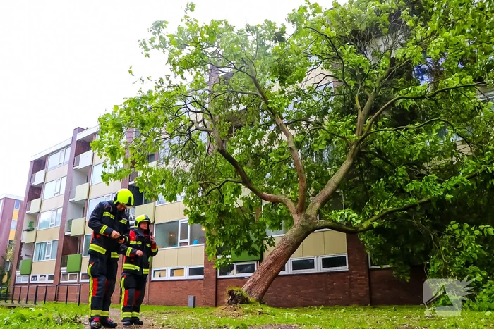 Boom uit de grond gerukt door zomerstorm Poly