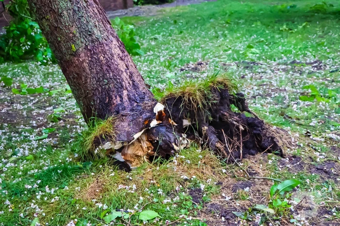 Boom uit de grond gerukt door zomerstorm Poly