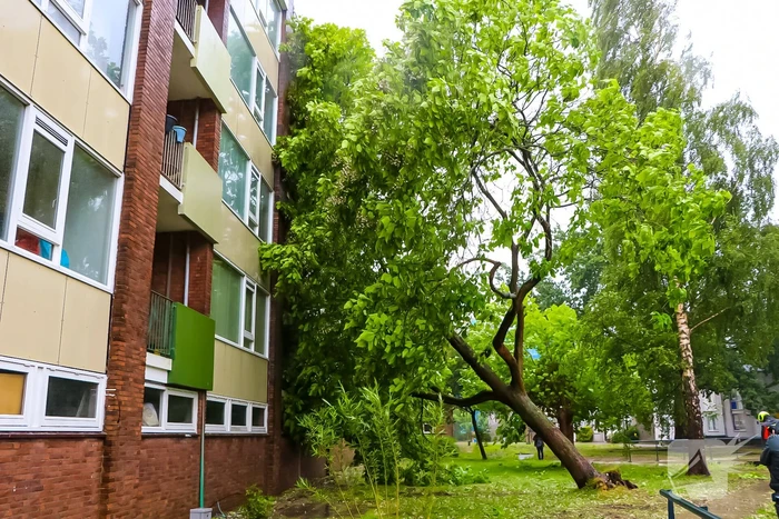 Boom uit de grond gerukt door zomerstorm Poly