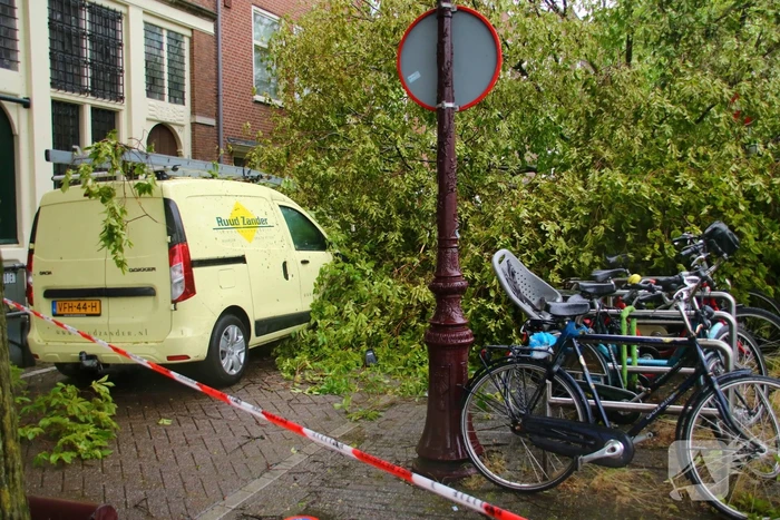 Enorme boom volledig uit de grond gerukt door zomerstorm Poly