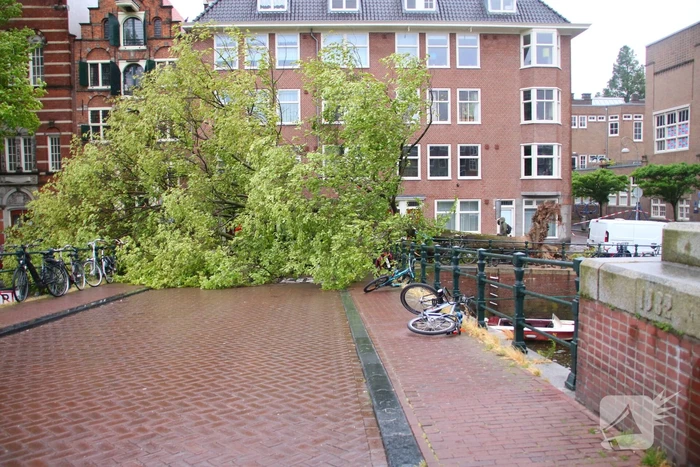 Enorme boom volledig uit de grond gerukt door zomerstorm Poly