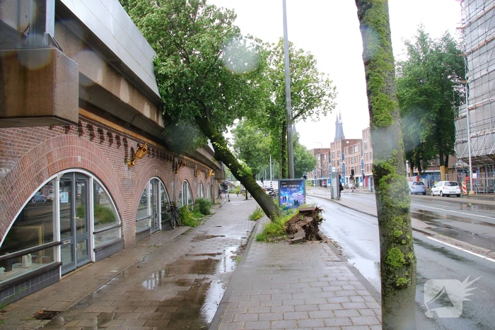 Omgewaaide boom hindert treinverkeer